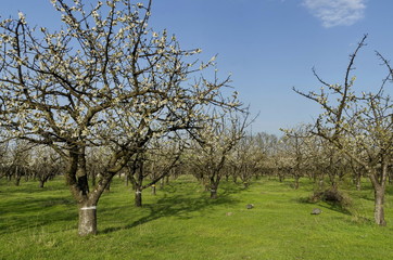Fototapeta premium Cherry orchard in blossom through springtime, look from near, Pancharevo, Bulgaria 