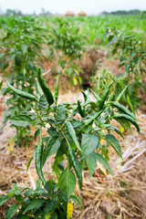 Green chilies on tree in the farm