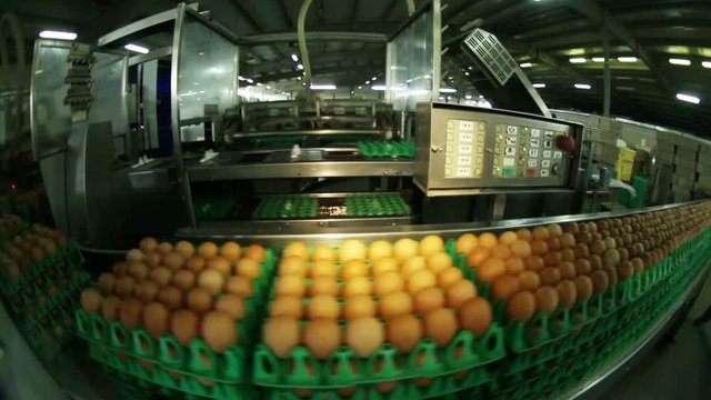 Poultry. Yellow chicken eggs on the conveyor.