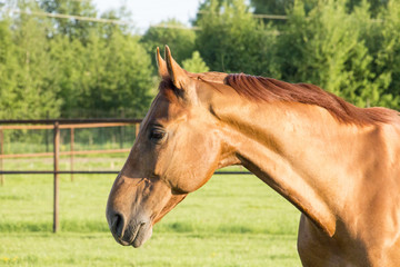 Obraz premium Рыжий конь