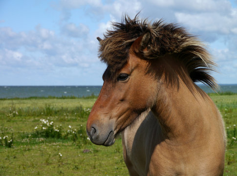Pferd