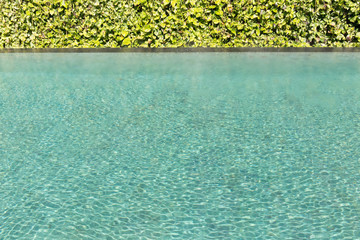 Green leaf background vine wall with Green swimming pool rippled