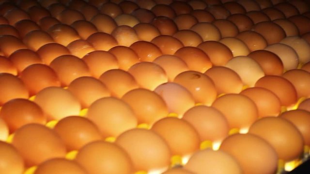 Poultry. Yellow chicken eggs on the conveyor.