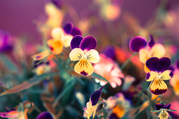 Fototapeta na wymiar viola flowers
