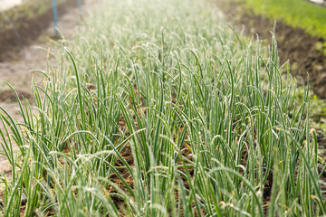 Onion at the kitchen garden on morning light