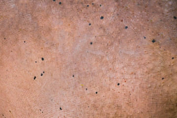 skin of the hippopotamus in the background