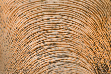 elephant skin texture