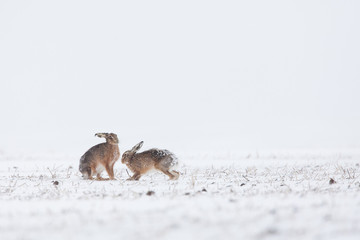 lièvre lapin neige gibier chasse froid blanc animal sauvage © shocky