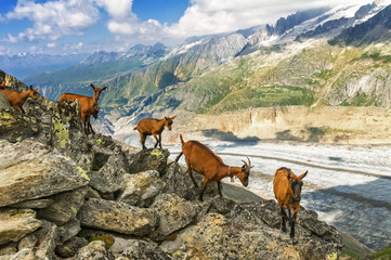 Beautiful idyllic alpine landscape with goats, Alps mountains  and countryside in summer,...