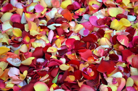 Rosenbl&auml;tter