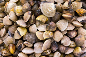 Closeup fresh raw Surf clam background,Surf clam,