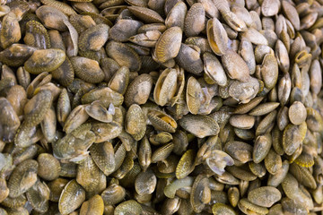 Obraz premium Closeup fresh raw Surf clam background,Surf clam, Short necked c