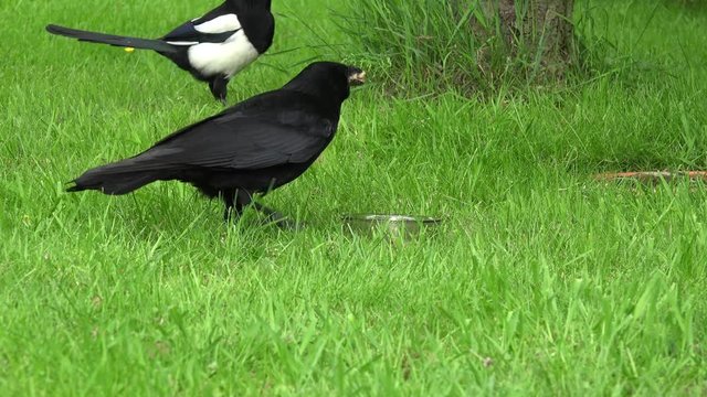 Common raven eat animal food on Meadow, Eurasian magpie in the bachground