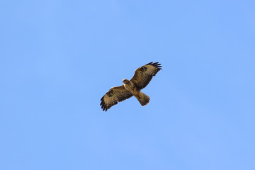 Poiana (Buteo buteo) in volo