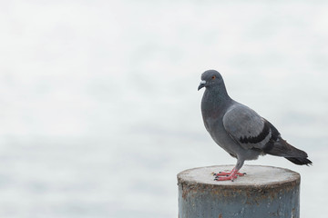Dove sitting on a sitting on a steel