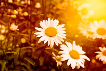 Wall murals Daisies summer field of white daisies flowers at sunset