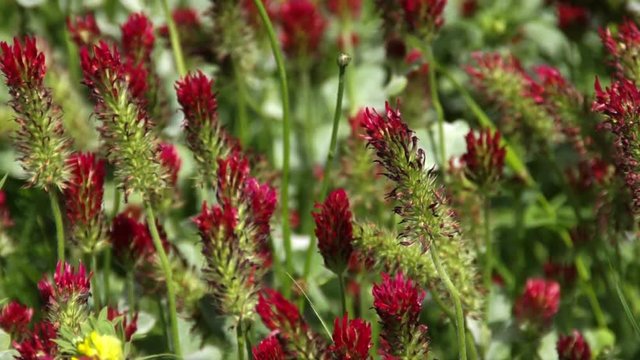 Biene fliegt ins Bild, Blutkleebl&uuml;ten,