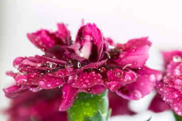 Cute pink clove with water drops on the petals , macro