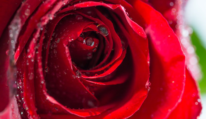 red rose with water drops