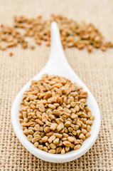 Fenugreek seeds in white spoon.