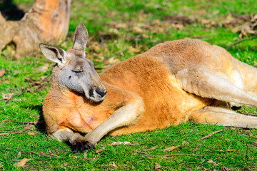 Naklejka na ściany i meble Lazy australian kangaroo