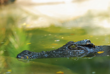 Eye of the crocodile