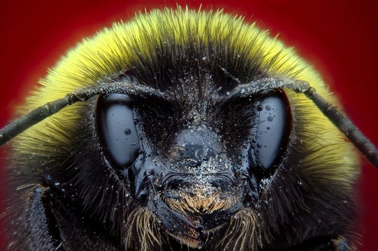 Microfotografía de la cabeza de un abejorro realizada con la técnica del apilado de imagenes.