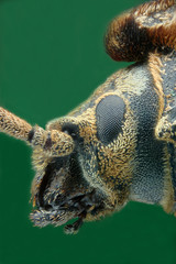 Microfotografía de la cabeza de un escarabajo realizada con la técnica del apilado de imagenes.