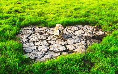 The Cracked Earth Ground In The Field
