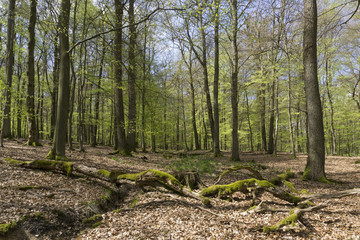Buchenwald, Naturpark Arnsberger Wald, Sauerland, Nordrhein-Westfalen, Deutschland