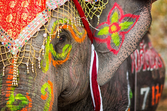 Close up of colorful painted elephant head