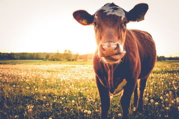 Fototapeta Einzelne Kuh auf Butterblumenwiese in der Abendsonne obraz