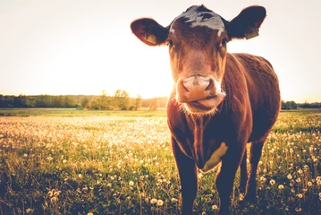 Foto op Plexiglas Enige koe op boterbloemenweide in de avondzon © stadelpeter