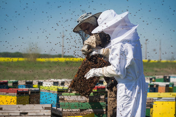 Beekeepers with bees swarming around them - obrazy, fototapety, plakaty