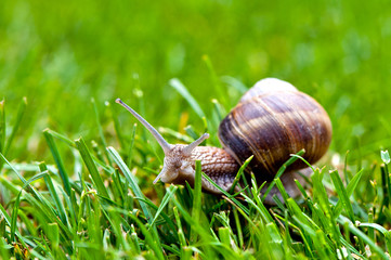 roman snail in grass
