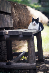 cat chilling on the porch