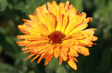 Stamens and pistils yellow asters