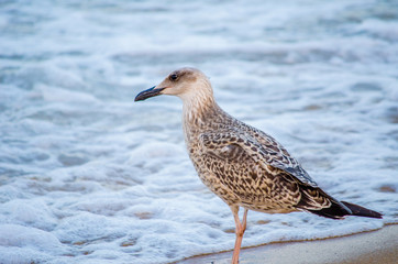 seagull walks on the beach