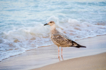 seagull walks on the beach