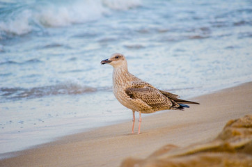 seagull walks on the beach