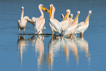 Group of pelicans in Nakuru Lake in Kenya