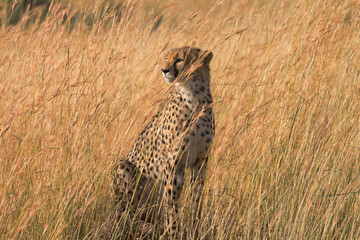 Male cheetah walking in grass and looking for pray in Masai Mara, Kenya.Looking left.