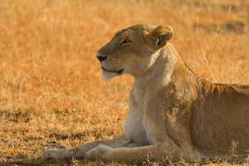 Fototapeta na wymiar Female lion lying in the grass at sunset in Masai Mara, Kenya