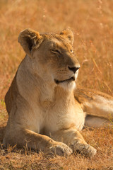Female lion lying in the grass at sunset in Masai Mara, Kenya. Eyes closed