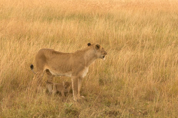 Female lion with cub in the grass of Masai Mara, Kenya