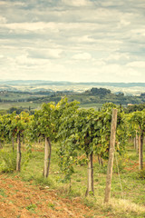 Fototapeta na wymiar tuscan grapes