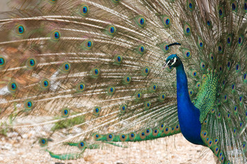 Fototapeta premium Peacock at Lokrum - the nearest island near Dubrovnik