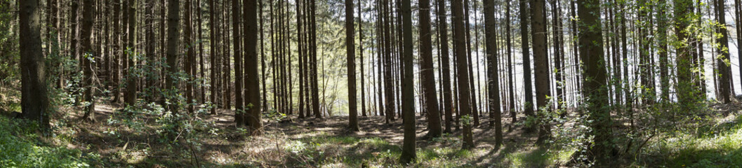 Naturpark Arnsberger Wald, Sauerland, Nordrhein-Westfalen, Deutschland