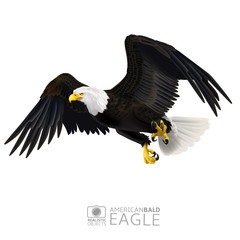 Illustration of american bald eagle, isolated