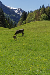 mountain landscape with cow